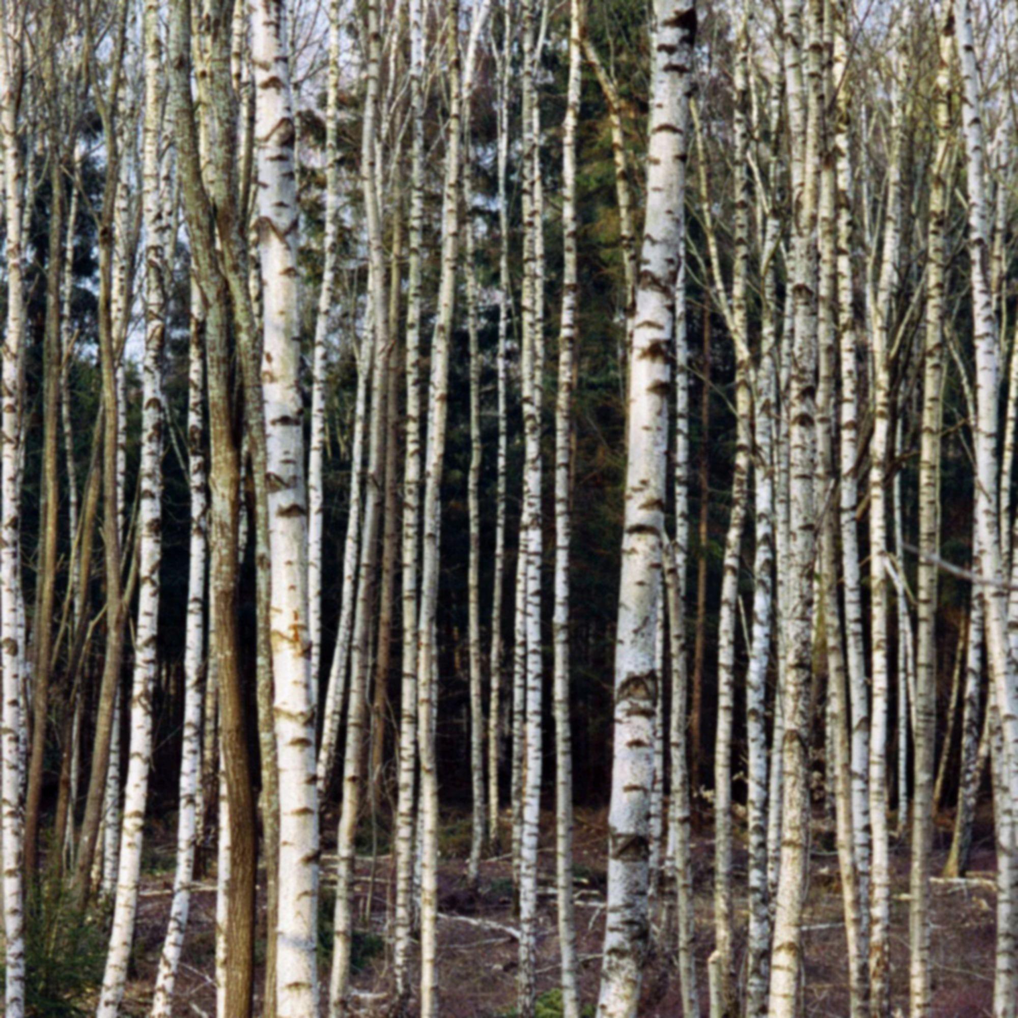 L:A BRUKET No 230 Shampoo Birch / Birke