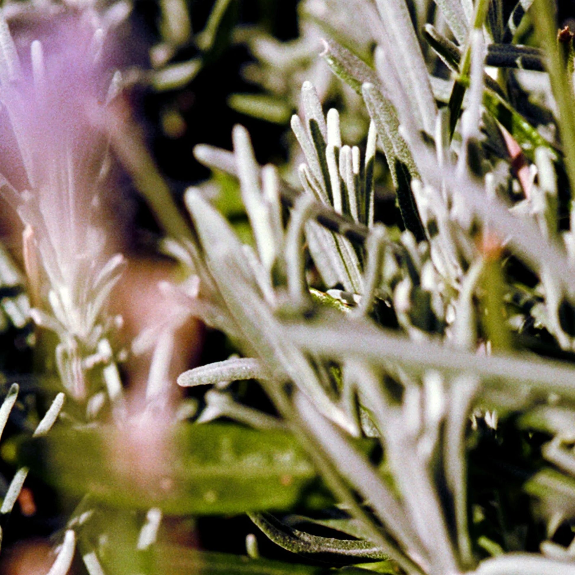 L:A BRUKET No 252 Body Oil / Körperöl: Salbei, Rosmarin + Lavendel