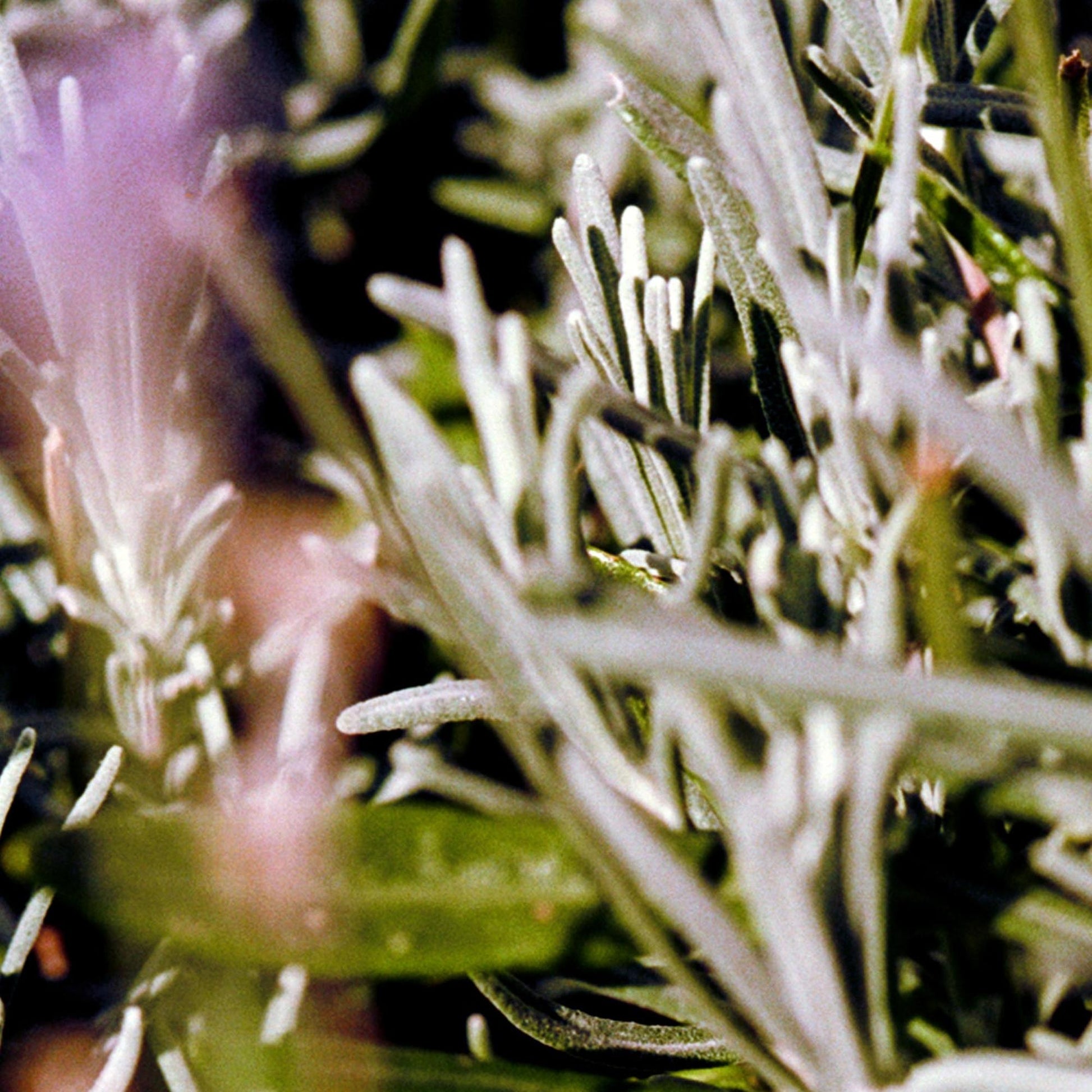 L:A BRUKET No 298 Body Cream Sage / Rosemary / Lavender