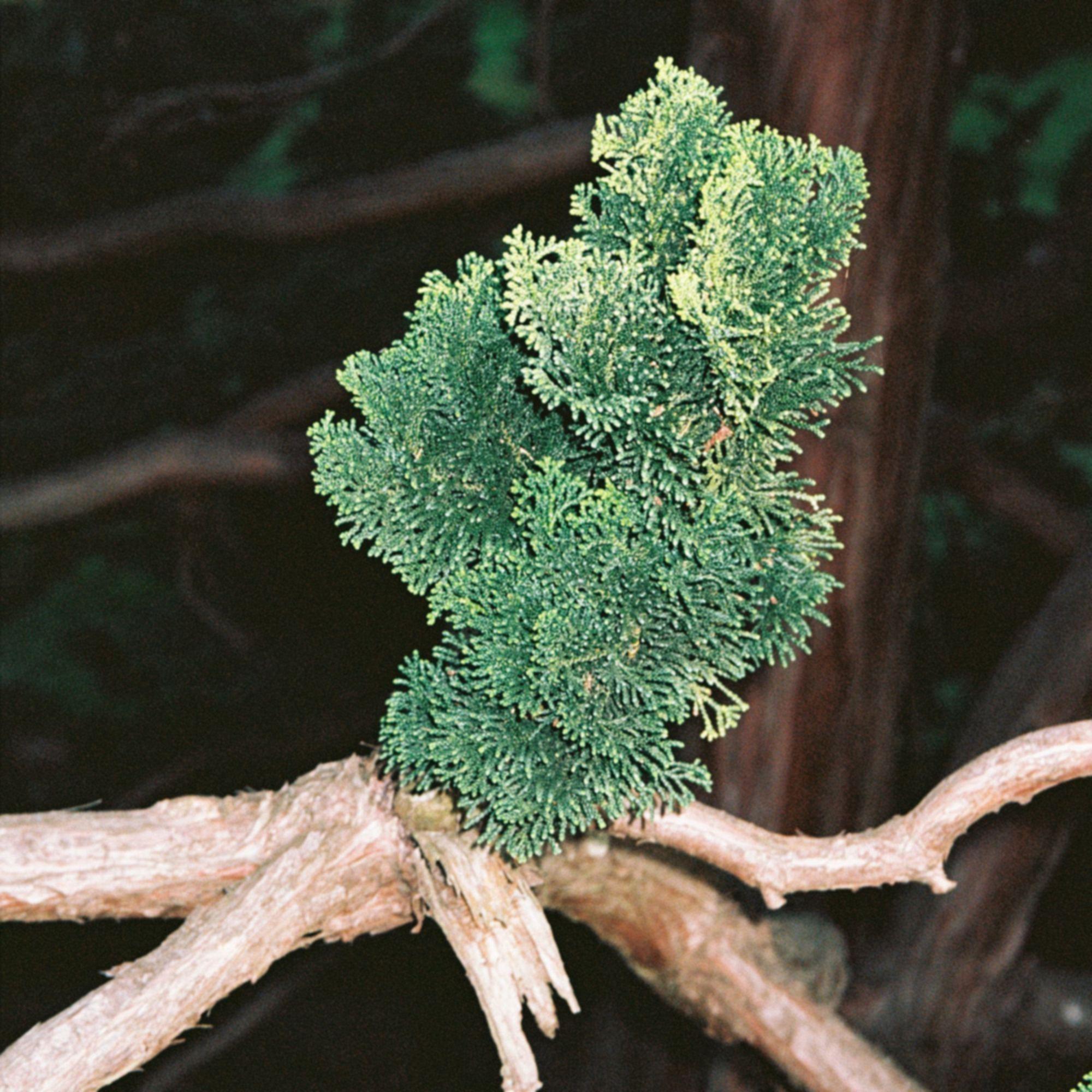 L:A BRUKET No 321 Candel Hinoki