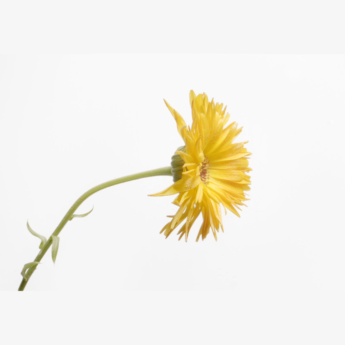 Susanne Kaufmann Marigold Body Oil / Ringelblumen-Körperöl, 100ml – Ringelblumenblüte
